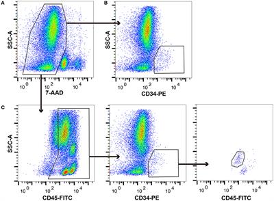 Characterisation of canine CD34+/CD45 diminished cells by colony-forming unit assay and transcriptome analysis